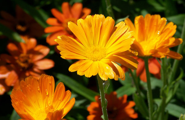 Psychotherapy-for-Depression-Toronto
